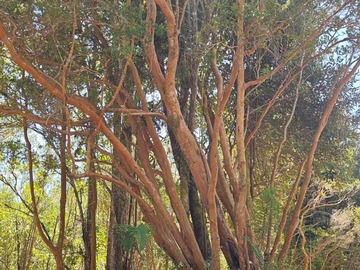 Terreno en venta en Naturaleza y Tranquilidad A Tu Alcance (147152), Puerto Varas