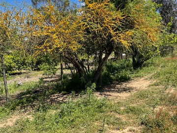 Parcela en venta en Vendo Derechos Parcela 5.000 M2, San Pedro Melipilla