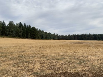 Terreno Agricola en arriendo mensual en Muy Cerca Ruta 5 (157535), Mulchén