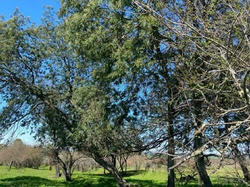 Terreno en venta en Hj 1 llequen lote 23, comuna san nicolas, región ñuble, San Nicolás