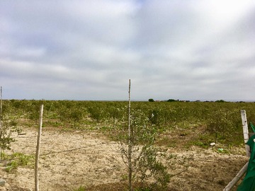 Terreno en venta en Oportunidad de Inversión en Los Choros (169615), La Higuera