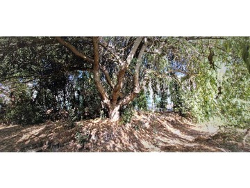 Terreno en venta en Venta de parcela con frutales en San Isidro (162525), Quillota