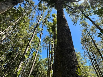 Terreno en venta en Se Vende Hermosa Parcela Con Luz y Bosque (173206), Pucón