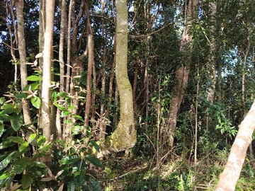 Terreno Agricola en venta en Putique, Quinchao