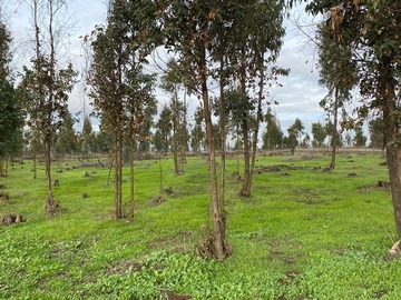 Sitio en venta en RUTA F 30 - E alt 12200 sector Mantagua, Quintero