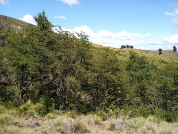 Parcela en venta en Gran Oportunidad Hermosa Parcela en Lonquimay