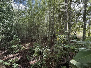 Parcela en venta en 8 Faja Camino Loncoche villarrica, Loncoche