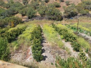 Terreno en venta en Ovalle Parcela 10,59 Hs cultivos (173670), Ovalle