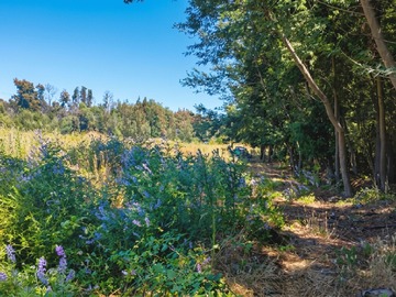 Parcela en venta en Ruta 5 Sur km 373, San Carlos