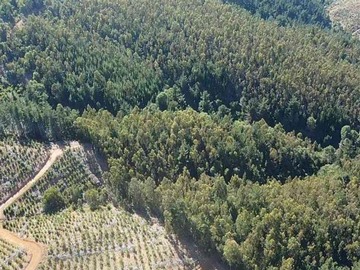 Terreno Forestal en venta en piedras blancas putu constitucion, Constitución