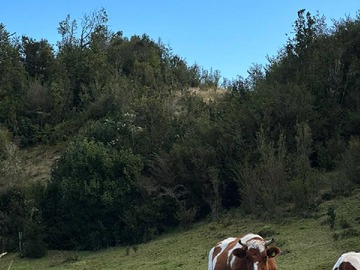 Terreno en venta en Metri Lenca, Parcela agrícola Puerto Montt (66397), Puerto Montt