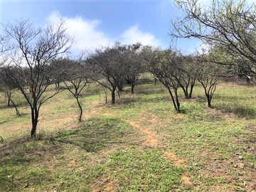 Venta / Terreno / Olmué