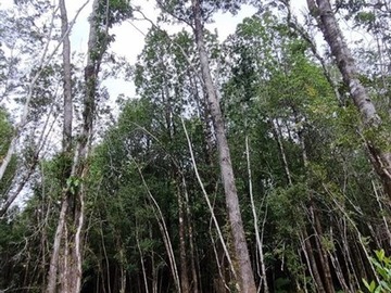 Parcela en venta en Sector Correntoso, Puerto Montt