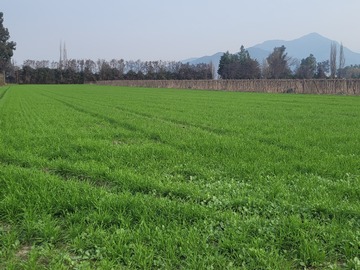 Parcela en venta en La Victoria campesina s/n. Huelquén, Paine