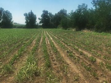 Parcela en venta en Camino Tierra Linda - Peaje Ruta 5, Colina
