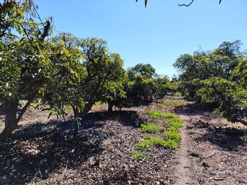 Terreno Agricola en venta en 1 HA en producción de paltas (158594), Hijuelas