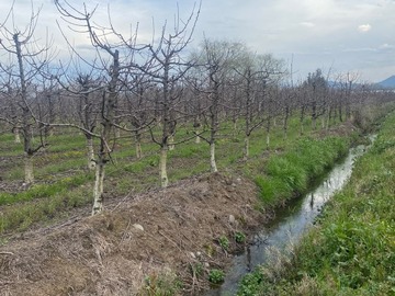 Terreno Agricola en venta en Rauco, Rauco