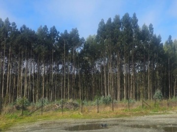 Arriendo Mensual / Terreno / Valdivia