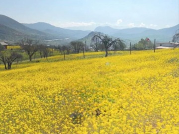 Sitio en venta en Fundo la Estrella, Llaillay