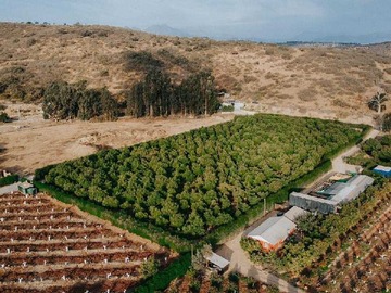 Terreno en venta en Parcela en venta con producción de palta Hass (174799), Limache