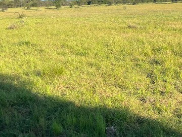 Terreno en venta en Se Vende Parcela de 5.000 mt2 cerca de Parral (126604), Parral