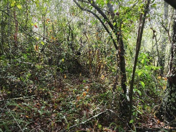 Venta / Terreno / Villarrica