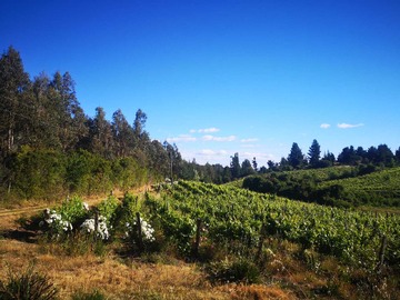 Terreno Agricola en venta en Chillan/ Huape, ganadora de medallas (114193), Chillán