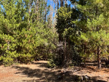 Terreno en venta en Amplio Terreno de 10,65 Hectáreas en Pichilem (176415), Pichilemu