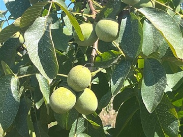Terreno Agricola en venta en Linares-san antonio, Linares