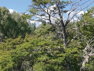 Parcela en venta en Villarrica, Villarrica