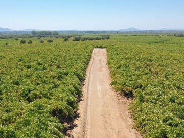 Venta / Terreno / San Javier de Loncomilla