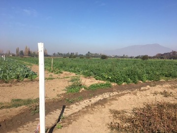 Terreno Agricola en venta en Terreno Ubicado en el Sector de Ohiggins, Ignacio Carrera Pinto.