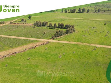 Venta / Terreno / Chillán Viejo