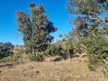 Terreno Agricola en venta en Camino Las Viñas, Santo Domingo