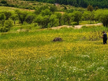 Parcela en venta en Cauquenes, Cauquenes