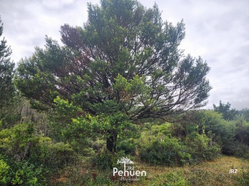Terreno en venta en Cutipay Alto, Valdivia