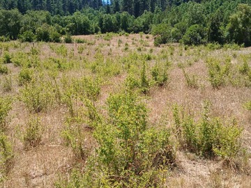 Terreno en venta en Tranquilidad, Vega de Salas (177731), Linares
