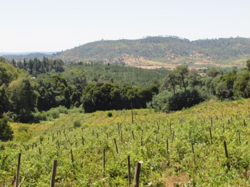 Terreno en venta en Campo viña y frutales // cauquenes (169679), Cauquenes