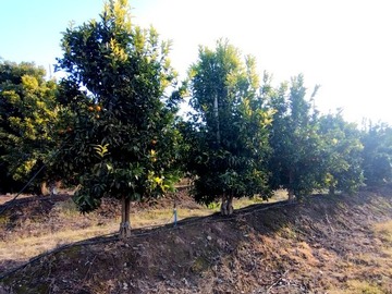 Parcela en venta en los paltos, Pichidegua