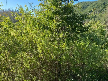Parcela en venta en santa olga, Constitución