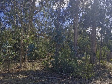 Parcela en venta en Camino Las Dichas Kilometro 5, Algarrobo