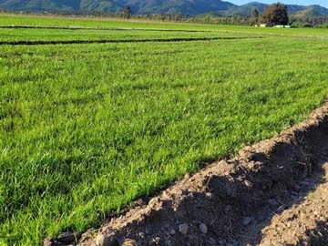 Sitio en venta en El buche, Hualañé