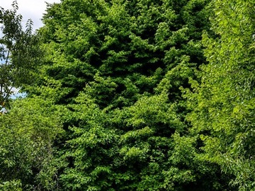 Terreno Agricola en venta en Gorbea, Cerca de S-756, El Liuco, Gorbea, Araucanía, Gorbea