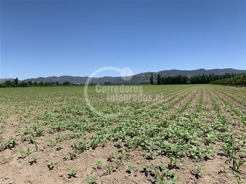 Terreno Agricola en venta en San vicente de tagua tagua, San Vicente de Tagua Tagua
