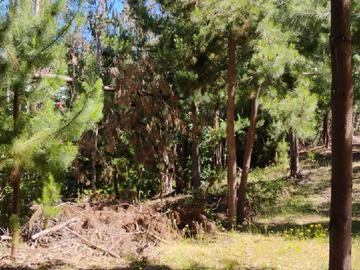 Terreno Forestal en venta en piedras blancas putu constitucion, Constitución