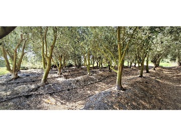 Terreno Agricola en venta en San pedro, Quillota