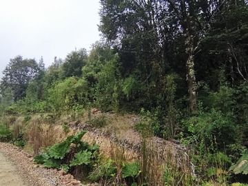 Terreno Forestal en venta en Lote de 4 Ha con Lomaje, En Tambor Alto, Los Muermos