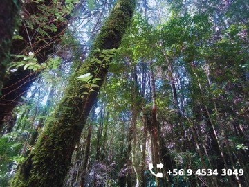 Terreno Agricola en venta en Coihuin, Chonchi