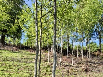 Parcela en venta en Hermosas parcelas en sector El Pajal / 63 km de Los Angeles/ ruta Q-45, Antuco