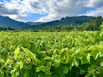 Terreno Agricola en venta en Ruta los conquistadores, San Javier de Loncomilla